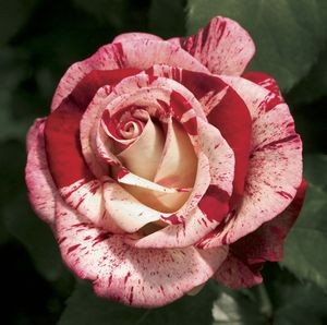 ROCK AND ROLL (hybrid tea)